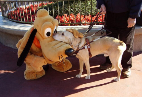 Dogs at Disney World with pluto
